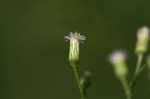 Canadian horseweed